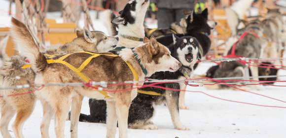 Huskys warten auf die Tour mit den Teilnehmern