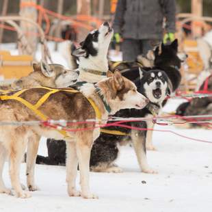 Huskys warten auf die Tour mit den Teilnehmern