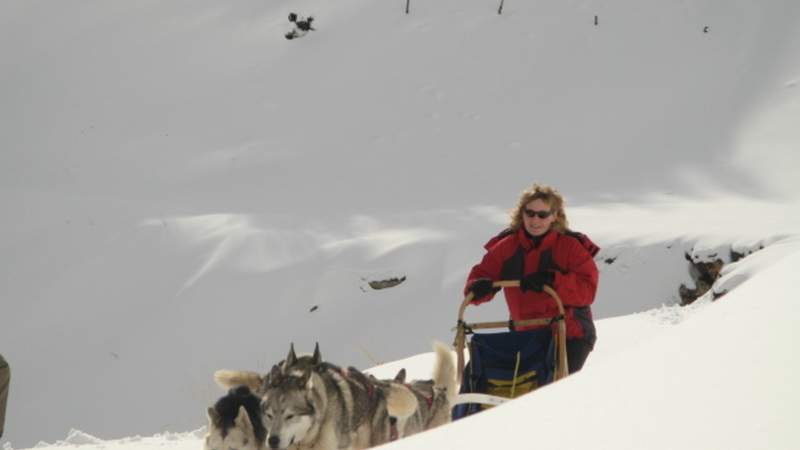 Schlittenhunde-Workshop in Österreich