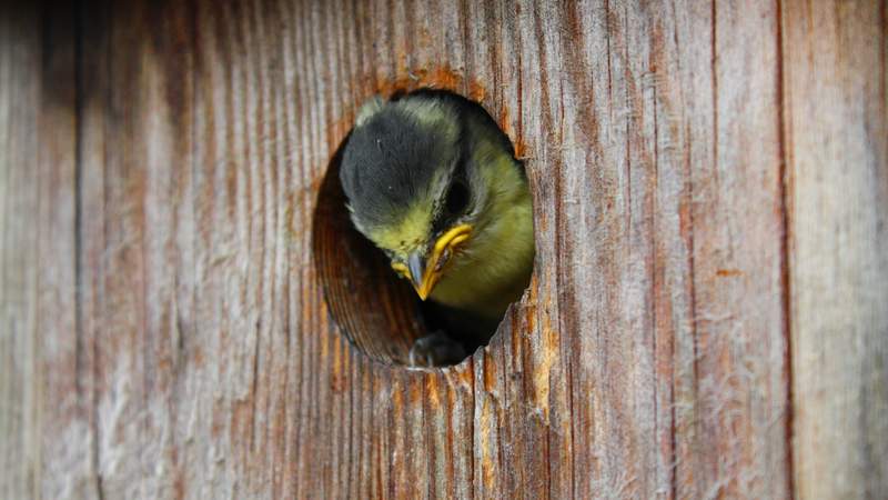 CSR-Event Nistkasten bauen: Natur und Umwelt