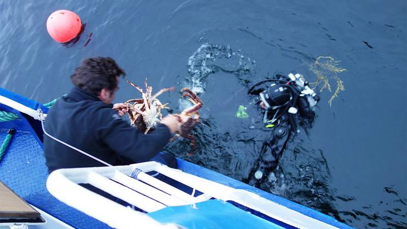 2-tägige King Crab Safari Norwegen