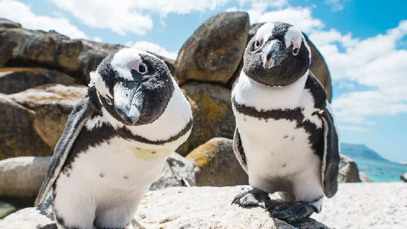 African Wildlife meets vibrant Cape Town