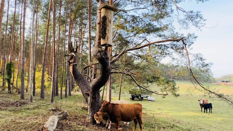 Baumhöhle für wild lebende Honigbienen bauen