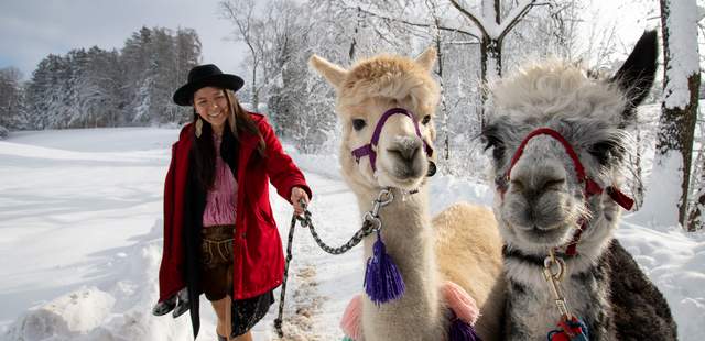 Glühweinwanderung mit Alpakas & Lamas Alpakawanderung im Winter