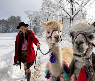 Alpakawanderung im Winter