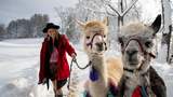 Glühweinwanderung mit Alpakas & Lamas Alpakawanderung im Winter