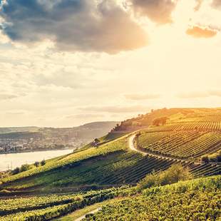 Landpartie – Exklusives Incentive im Rheingau