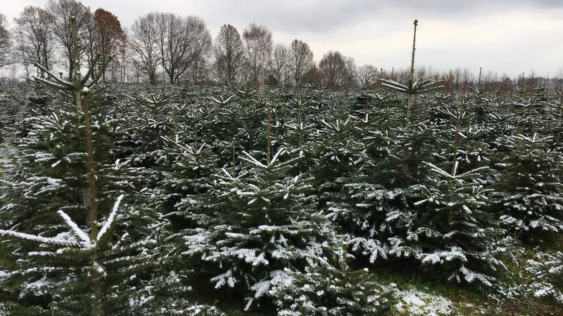 Christbaumschlagen & Weihnachtsfeier