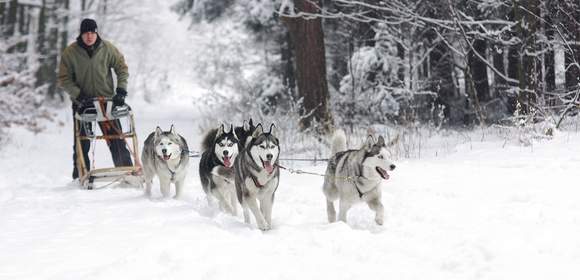 Weihnachtsfeier in den Bergen mit Huskys