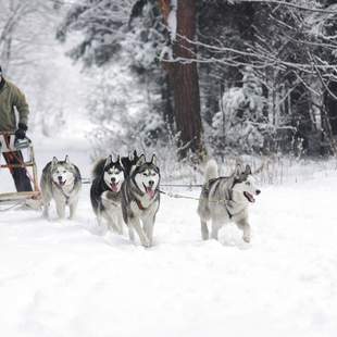 Weihnachtsfeier in den Bergen mit Huskys