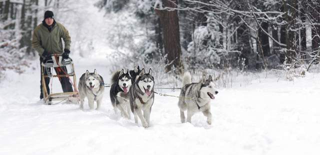Weihnachtsfeier in den Bergen mit Huskys
