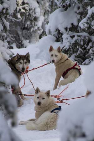 Weihnachtsfeier in den Bergen mit Huskys