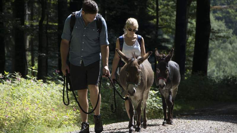 Eselwandern im Bayerischen Wald