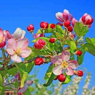 Apfelblüte und Barockzauber