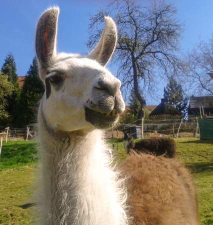 Lama-/Alpakawanderung Seeheim-Jugenheim Lama-/Alpakawanderung Seeheim-Jugenheim