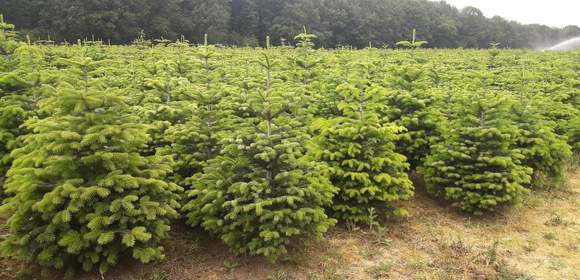 Weihnachtsbäume selber schlagen