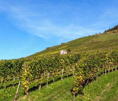 Hunsrück - Mosel - Rhein Betriebsausflug