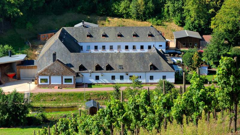 Weinausflug & Schiffsfahrt Trier
