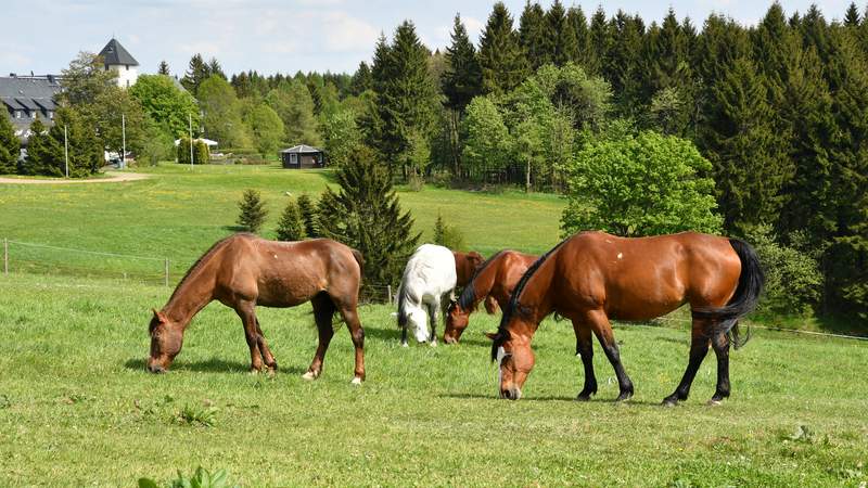 Reitmöglichkeiten beim Landhotel Altes Zollhaus