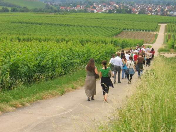 Weinwanderung Rheingau-Tage