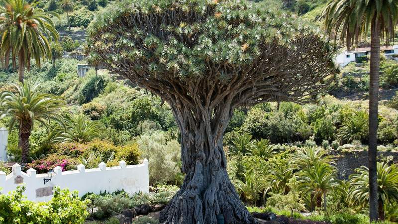Incentive-Reise Teneriffa, Spanien