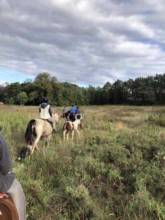 Teamtag auf der Pferdeweide