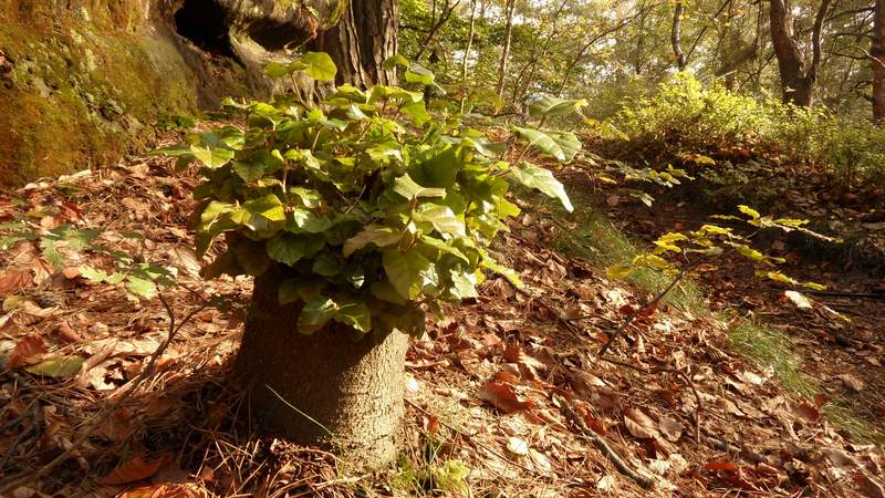 Geocaching+ "grüne Lunge" Dresdner Heide