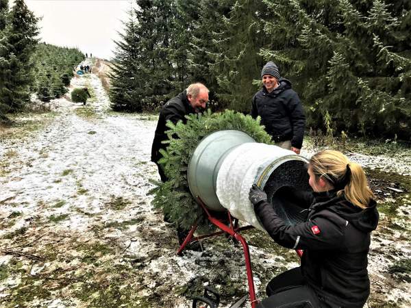 Weihnachtsfeier Weihnachtsbaum schlagen Teamevent