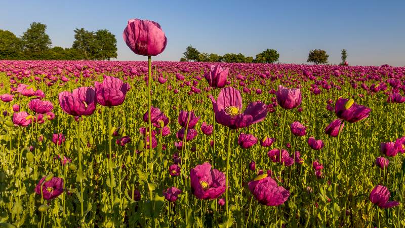 Mohnblüte Mai Juni Genuss-Tour zu Erzeugern im Erdinger Land