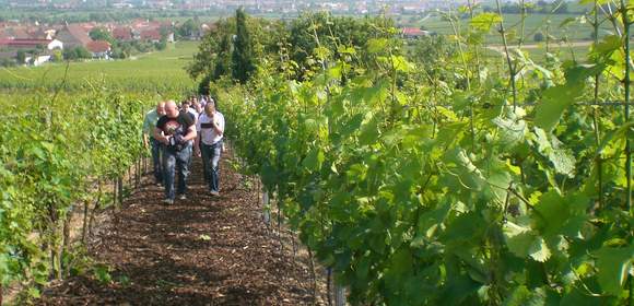 Weinberge Ungstein