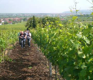 Weinberge Ungstein