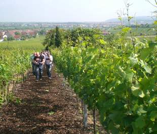 Weinberge Ungstein