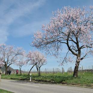 Pfälzer Mandelblüte