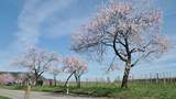Pfälzer Mandelblüte