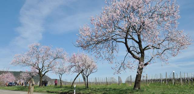 Pfälzer Mandelblüte