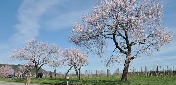 Pfälzer Mandelblüte