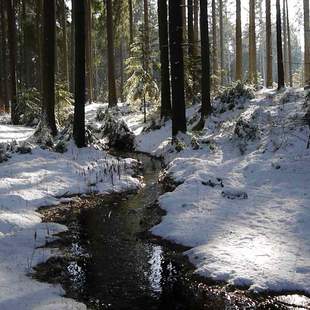 Winterwald, Schnee im Wald