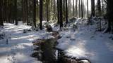 Winter in der Dresdner Heide Winterwald, Schnee im Wald