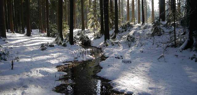 Winterwald, Schnee im Wald