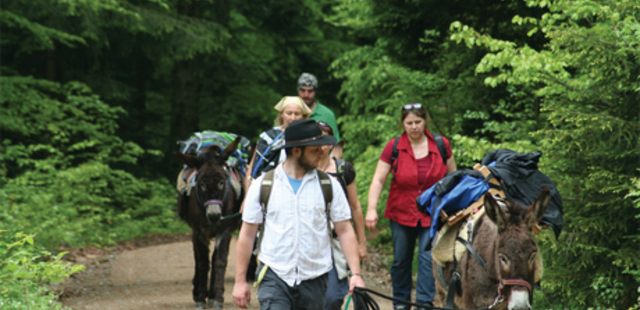 Teambuilding mit Esel Coaching mit Esel