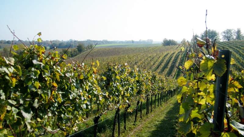 Weinseminar für Genießer