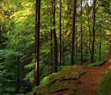 Thüringer Wald Teambuilding