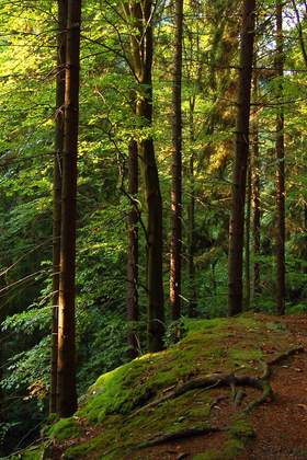 Thüringer Wald