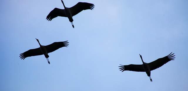 Kraniche Herbst als Inspirationsquelle