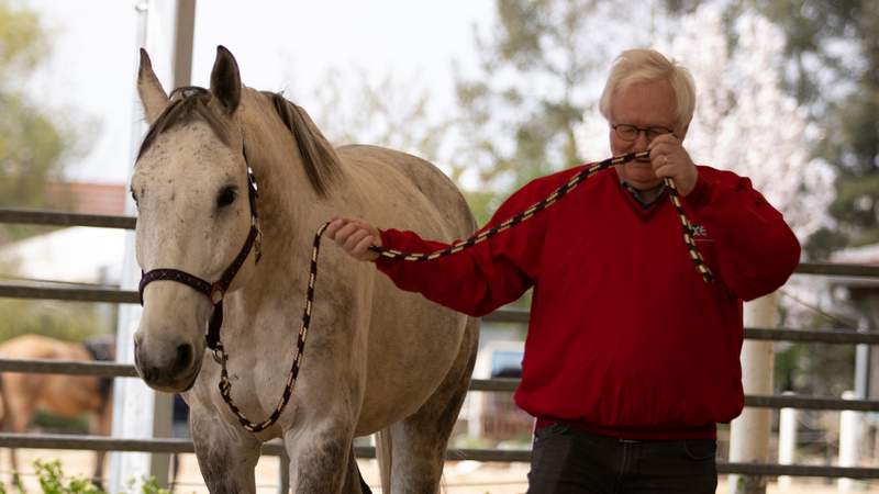 Gedankensprünge - Coaching mit Pferden
