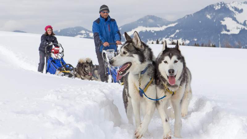 Schlittenhunde-Workshop in Österreich