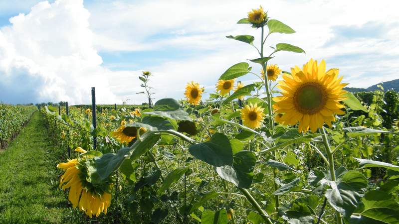 Genussvolle Weinbergwanderung in der Pfalz