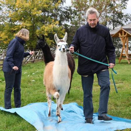 Mit dem Lama ab in die Natur!