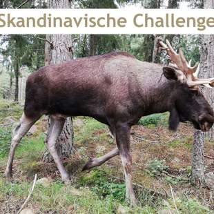 Skandinavische Challenge