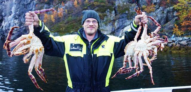2-tägige King Crab Safari Norwegen